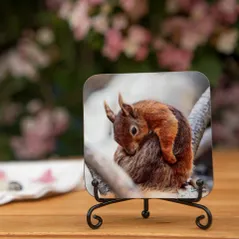 Red Squirrel Coaster