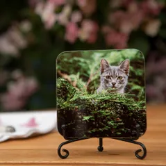 Cat coaster