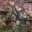 Garden Wallart