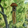 Wind Chimes & Bells